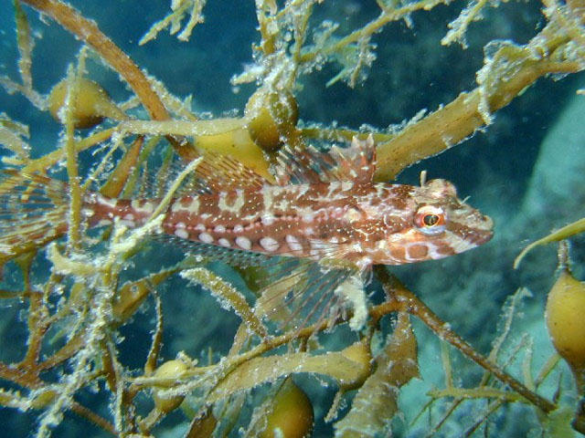 Pseudoblennius cottoides